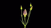 Lisanthus flowers, timelapse
