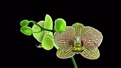 Phalaenopsis orchid, timelapse
