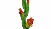 Hybrid gladioli, timelapse