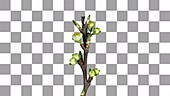 Plum blossom, timelapse