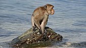 Macaque using tool