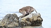 Female macaque using tool