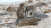 Macaques grooming