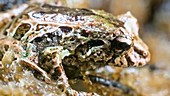 Shape-shifting mutable frog