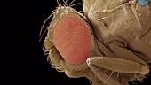 Normal and mutant fruit flies, SEM