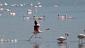 Lesser flamingo taking off