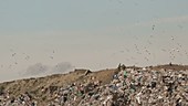 Rubbish dump and birds