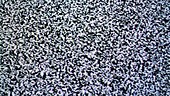Television static