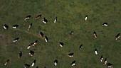Drone flying over cows in field