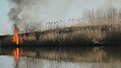 Reeds burning by river