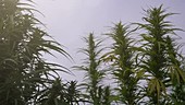 Marijuana plantation
