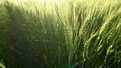 Barley in field