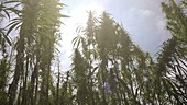 Marijuana plantation