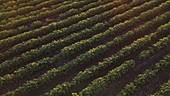 Drone flying over soy bean field