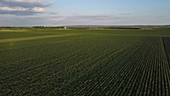 Drone flying over field