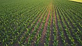 Drone flying over corn field