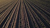 Drone flying over corn field