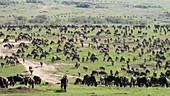Huge herd of migrating wildebeest, Kenya