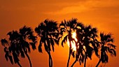 Tropical sunset behind palm trees