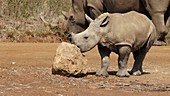 White rhino calf scratching