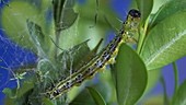 Box tree moth caterpillar eating leaves