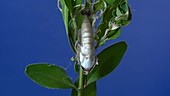 Box tree moth emerging from chrysalis, time-lapse footage