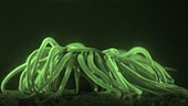 Snakelocks anemone fluorescence