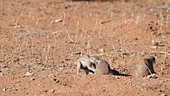 Cape ground squirrels jumping