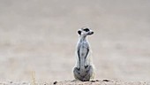 Suricate sentry