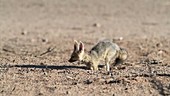 Cape fox digging