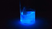 Luminol chemiluminescence demonstration
