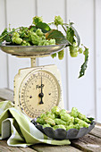Fresh hops on a set of scales