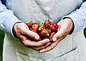 Handful of fresh strawberies, held by a farmer wearing an apron
