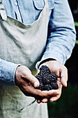 Handful of fresh blackberries, held by a farmer wearing an apron