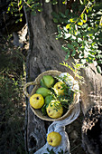 Quitten und Zitronen in Korb auf knorrigem Baumstamm stehend