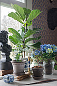Various houseplants and classic ornaments on windowsill