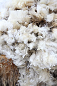 Frisch geschorene Schafwolle