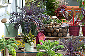 Terrasse mit Blattschmuck - Gemüse im Topf