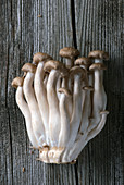 Frische braune Shimeji-Pilze auf Holzuntergrund
