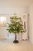 Christmas tree with naked trunk in white living room
