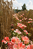 Pink Farewell-to-spring flowering between rows of corn