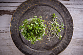 Cress in a metal plate