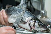 A sea bass being scaled