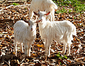 Three goats in autumnal leaves