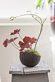 Heuchera planted in bowl