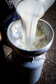 Frisch gemolkene Milch in eine Milchkanne umfüllen