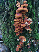 Enoki mushrooms on a tree trunk