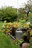 Metal watering can next to raised bed of nasturtiums