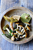 Fresh Jersey cow mushroom in a wooden bowl