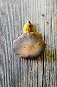 A fresh copper-coloured brown slimecap mushrooms (Chroogomphus Rutilus) on a wooden surface